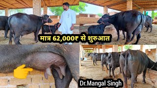 ताज़ा बियाई झोटी मात्र 62,000₹ में 5 भैंस बिकाऊ दूध 12 से 22 लीटर /30 Buffalo For Sale