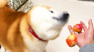 Shibe teaches juggling beginners strictly as a professional