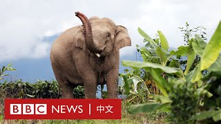 雲南野象北遷：棲息地受破壞，新科技能否改善大象生活？－ BBC News 中文