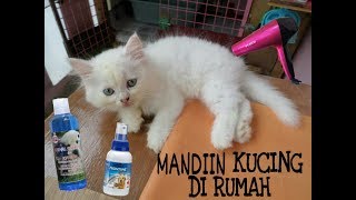 Cara Memandikan Anak Kucing Sekaligus Membasmi Kutu dan Jamur | #CAT1