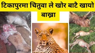 टिकापुरमा चितुवाले खोर बाटै खायो बाख्रा।दिन दिनै बढ्दै छ आक्रमण |Tiger seen in Tikapur |Be alert ‼️