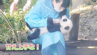 甘え上手なパンダの赤ちゃんは飼育員さんに抱かれるよ〜🥰 | iPanda パンダ楽園 #shorts