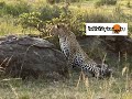 Leopard Mom training cubs