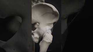 The motion of the hip joint