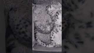 Cutest snow leopard does big stretch tiktok by thebigcatsanctuary