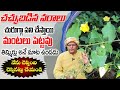 ఈ కషాయం తాగితే నరాలన్నీ అక్టీవ్.. || Health Benefits of Atibala Plant Leaves || ManamTV Ayurvedam