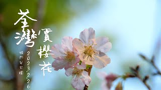 荃灣 #城門谷公園 #賞櫻花 #吉野櫻 #染井吉野櫻 #重瓣山櫻花 4k