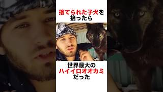 仔犬と間違えてオオカミを拾った男性の衝撃的な物語‼️🫢　#動物 #animals #雑学