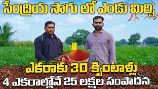 ఎండు మిర్చి సాగు ఎకరాకు 30 క్వింటాళ్ల దిగుబడి ఎలా సాధ్యం? |  Dry Mirchi Cultivation In Telugu