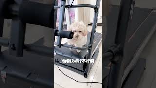 龙肉球减肥