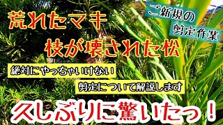 【ご新規の和風庭園の剪定】荒れたマキと荒い切り方をされた松を剪定しながら切り方なども解説。