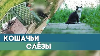 Женщина убила кота. Журналистское расследование о жестоком обращении с животными.