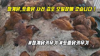 청계닭,토종닭 사러 김포 오일장에 갔습니다