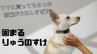 犬の首輪が「500円でも最高すぎて！」笑顔が止まらない理由はこれです【りゅうのすけ】