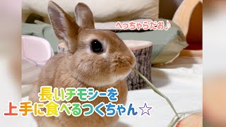 #16【うさぎのつくし】長くて、枝分かれしたチモシーの食べ方🌱