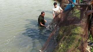 মাছের ঘেরে বিরাট বড় সাপ 🐍 সাতক্ষীরা