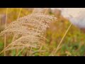 【4k】【八幡平】一度は行きたい日本の絶景。 japan 紅葉 絶景 八幡平