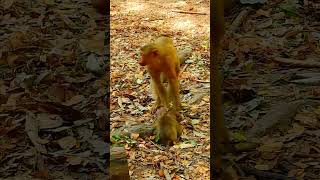 Congratulation! Floran Can Walk welll..!!! #monkey  #short #monkeys #animals#monkeys#Leo