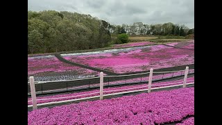 ハスラードライブ　市貝町芝桜公園　2021 04 13