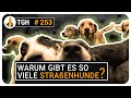 Warum gibt es so viele Straßenhunde? - TGH 253