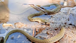 Checkered Keelback Snake In Hindi | Water Snake Diva Snake