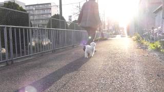 クリンくん＆飼い主さまリーダーウォーク★犬のようちえんⓇ高槻教室