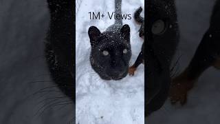 Check the cute black panther😍 1M+ Views #shorts #trending #youtubeshorts #youtube #panthers