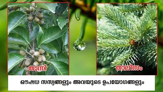 Medicinal Plant |താന്നി(Terminalia bellirica) താലിസം(Abies webbiana)|ഔഷധഗുണങ്ങൾ|Studying Plant