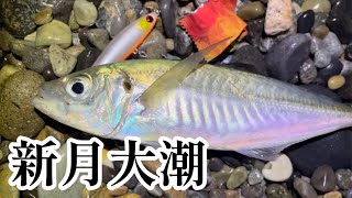 【ホタルイカパターン】期待の新月大潮🦑