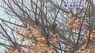 高倉の野鳥