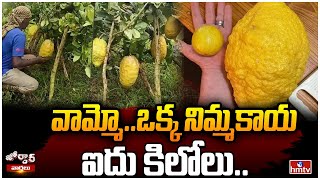 వామ్మో..ఒక్క నిమ్మకాయ ఐదు కిలోలు..|Big Size Lemon At Karnataka | Jordar News | hmtv