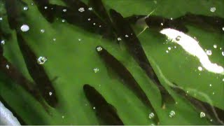 Walleye Fish Hatchery! My visit to the Oneida Hatchery! Cool place!