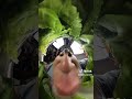 360 camera Mukbang #funny #funnyvideo #memes #viral #fyp