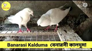 Kalduma Kabutar Banarasi breed line/  বানারাসি কালদুমা কবুতর/बनारासी कलदुमा कबूतर