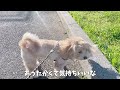 マルプーは成犬になると大変化して激カワになります！