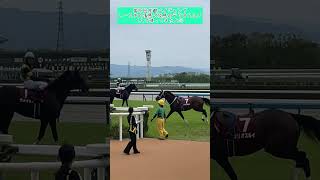 障害レースで落馬…放馬した馬が、1人で帰ってきた💦京都ハイジャンプ、テリオスルイ号#shorts