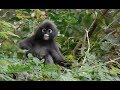 Expedition Malaysia: A Top-to-Bottom Rainforest Survey | California Academy of Sciences