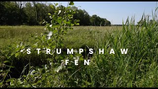 Welcome to Strumpshaw Fen
