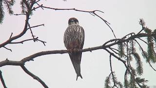 チゴハヤブサ（2）夏鳥（旭川市） - Eurasian Hobby - Wild Bird - 野鳥 動画図鑑