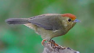 山紅頭/Rufous-capped Babbler