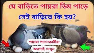 বাড়িতে পায়রা থাকা শুভ না অশুভ? / সুবিচার