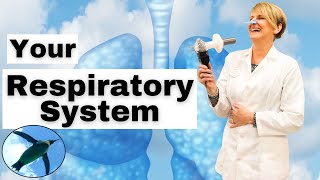 Your RESPIRATORY SYSTEM 🐧🫁🐧