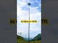 Tallest Palm Tree #tallest #biggest #palmtree