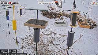 2025-02-19 - Flocking Around - Casper, WY - Live Stream Bird Feeder Cam