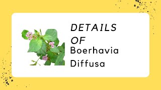 Boerhavia Diffusa (Punaarnava) product information | specification | benefits in details| must see