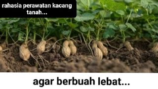 rahasia perawatan kacang tanah agar berbuah lebat hasilnya bikin iri tetangga @Hendraja96