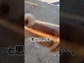 shorts　君はボールなんて… 柴犬 dog animals 犬のいる暮らし 替え歌 music あいみょん