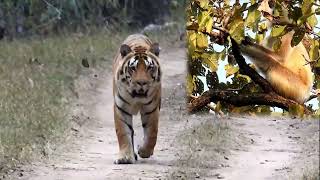 Monkey's Sound Alarm To Save Deer From A Tiger