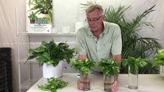 Propagating Pothos from Cuttings