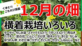 横着栽培いろいろ　参考にしてください　うちの畑の12月の様子